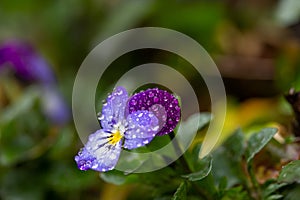 Blossom violet pansy flower with water drops on petals macro photography.