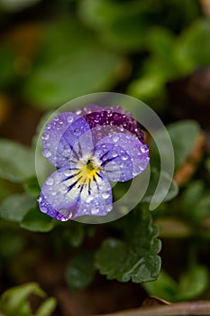 Blossom violet pansy flower with water drops on petals macro photography.