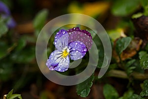 Blossom violet pansy flower with water drops on petals macro photography.