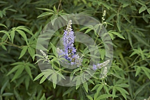 Purple blue flowers of Vitex agnus-castus photo