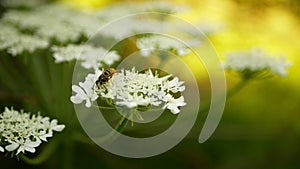 Blossom wasp Vespula germanica giant hogweed Heracleum mantegazzianum flower bloom cartwheel-flower, western honey bee