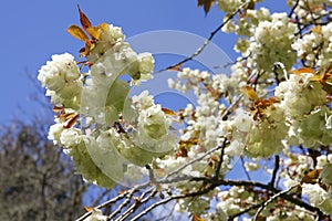 Blossom white apple tree flowers closeup