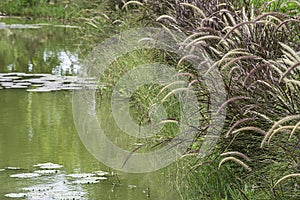 Blossom white and brown grass or Pennisetum pedicellatum That sway in the wind along the pond