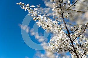 Blossom of the white cherry tree as the sign of spring time, selective focus