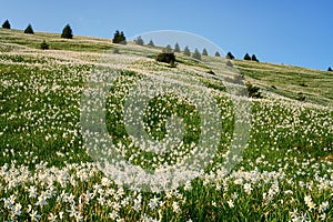 Blossom of white daffodil flowers on Golica, Slovenia, Karavanke mountains. Amazing landscape, outdoor travel background