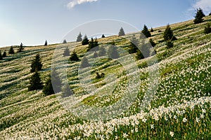 Blossom of white daffodil flowers on Golica, Slovenia, Karavanke mountains. Amazing landscape, outdoor travel background