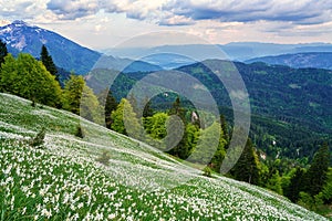 Blossom of white daffodil flowers on Golica, Slovenia, Karavanke mountains. Amazing landscape, outdoor travel background