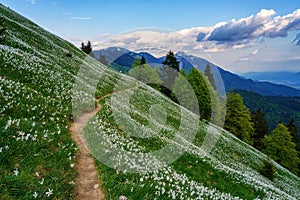 Blossom of white daffodil flowers on Golica, Slovenia, Karavanke mountains. Amazing landscape, outdoor travel background