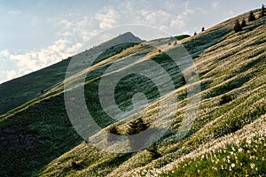 Blossom of white daffodil flowers on Golica, Slovenia, Karavanke mountains. Amazing landscape, outdoor travel background