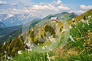 Blossom of white daffodil flowers on Golica, Slovenia, Karavanke mountains. Amazing landscape, outdoor travel background