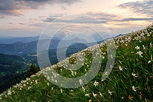 Blossom of white daffodil flowers on Golica, Slovenia, Karavanke mountains. Amazing landscape, outdoor travel background