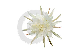 Blossom white Epiphyllum Oxypetalum flower on white background