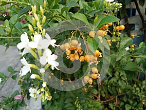Blossom white flowers bouquet and bunch of yellow seeds of Duranta erecta or Golden dewdrop