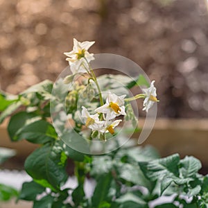 Blossom white flowers with bright yellow stamen on potatoes plants cultivated on raised bed garden