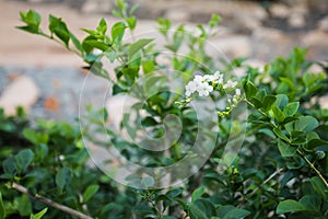 Blossom white flowers of Duranta erecta or Golden dewdrop or Skyflower tree on blurred background of green leaves