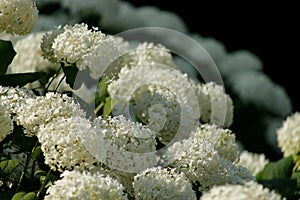 Blossom of white Hydrangea Hortensia in a garden