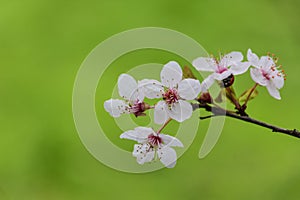 Blossom white/pink tree and Ladybug