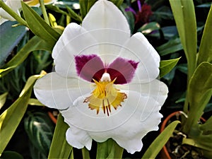 Blossom of white, pink and yellow Miltonia orchid spotted in greenhouse