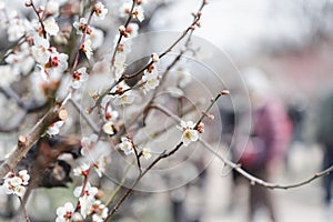 Blossom white plum flowers, in spring season, at plum garden, Osaka, Japan