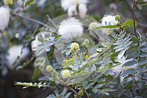 Blossom of white powderpuff exotic plant calliandra haematocephala from Bolivia