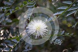 Blossom of white powderpuff exotic plant calliandra haematocephala from Bolivia