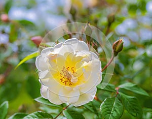 Blossom of an white rambling rose flower