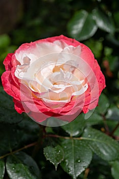 Blossom of white red Hybrid tea nostalgie or double delight florist garden rose