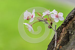 Blossom white tree and Ladybug