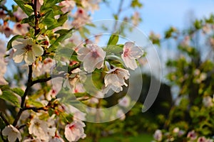 Blossom white tree in regent park London