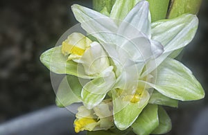 Blossom white turmeric flower sprouting from the stem