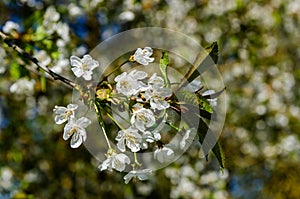 Blossom of wild cherry in garden