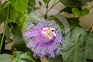 Blossom of a wild crato passon fruit