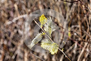 blossom of a willow bush