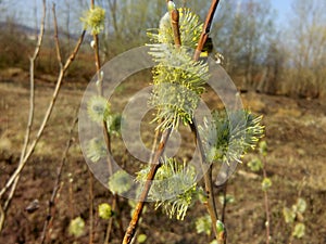 Blossom of willow Salix caprea