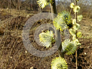 Blossom of willow Salix caprea