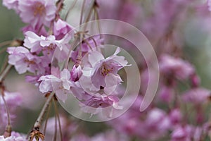 Blossom of a winter flowering cherry, Prunus subhirtella