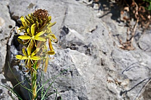 Blossom yellow asphodel flower with the gray rock on the back