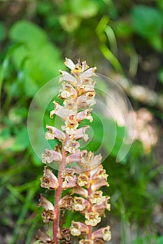 Blossom of Yellow broomrape or Orobanche lutea close-up, selective focus, shallow DOF