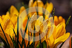 Blossom yellow crocus flower in a spring day macro photography.