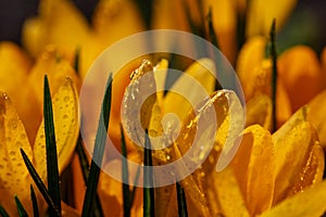 Blossom yellow crocus flower in a spring day macro photography.