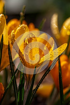 Blossom yellow crocus flower in a spring day macro photography.