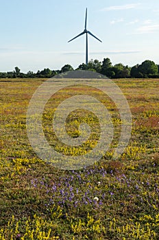 Blossom yellow field with a windmill in the background