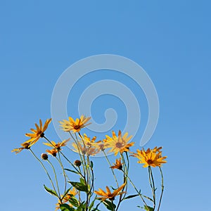 Blossom yellow flowers on a blue background