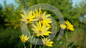 Blossom yellow Jerusalem artichoke plant Helianthus tuberosus topinambur sunroot sunchoke earth apple, sunchoke wild