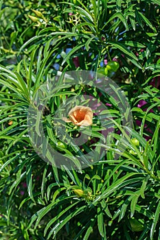 Blossom of yellow oleander (Thevetia peruviana).