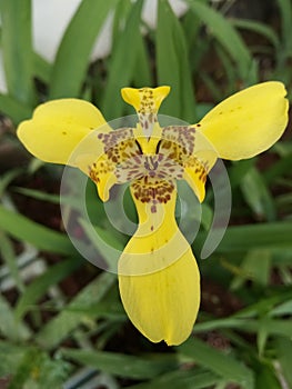 Blossom yellow orchid flower with three petals