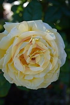 Blossom yellow Rose from Generalife Garden of Alhambra Palace in Granada City. Spain.