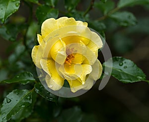 Blossom of a yellow rose with water drops