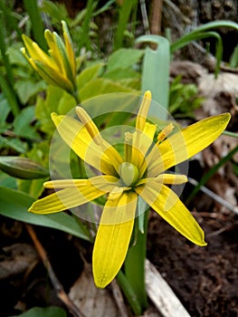 blossom of yellow spring flower