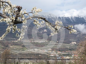 blossom in the yung spring and snow on the montain in the horizon
